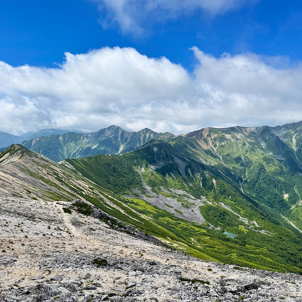山採りサワフタギ　　/193 ヤマビコ やまびこ 共立 新ダイワ 純正チップソー TRL型 230mm×36