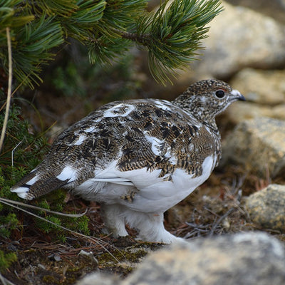 スポーツテヌグイ ライチョウ＆ホシガラス