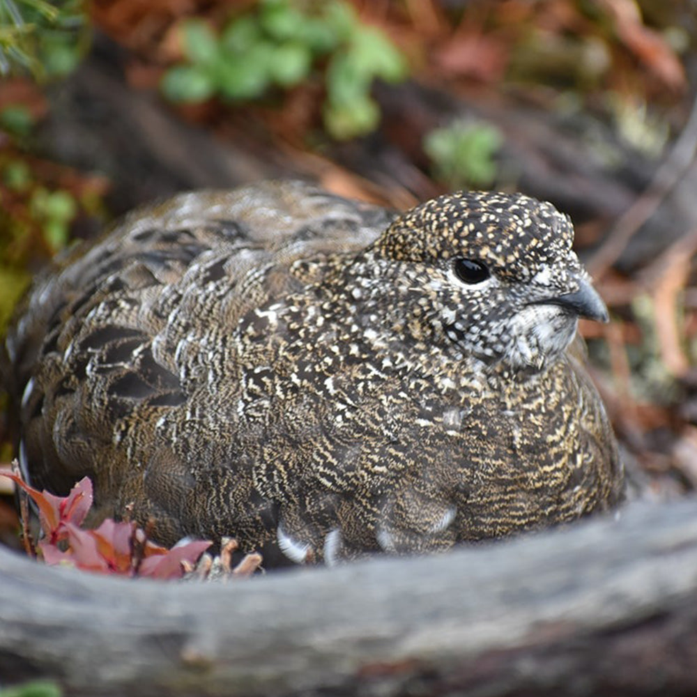 スポーツテヌグイ ライチョウ＆ホシガラス