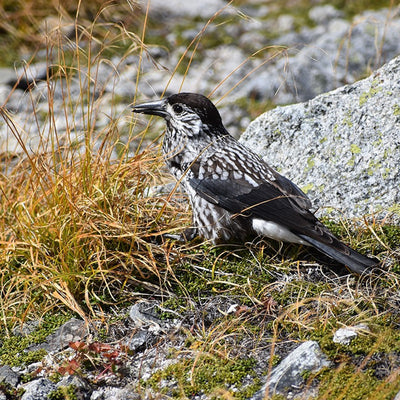 スポーツテヌグイ ライチョウ＆ホシガラス
