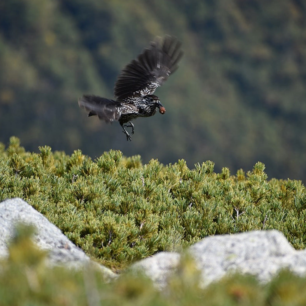 スポーツテヌグイ ライチョウ＆ホシガラス