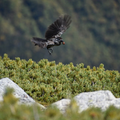 スポーツテヌグイ ライチョウ＆ホシガラス